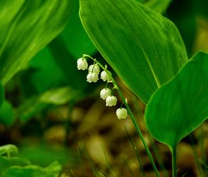 Preview wallpaper lily of the valley, flower, leaves, grass