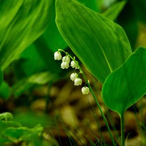 Preview wallpaper lily of the valley, flower, leaves, grass