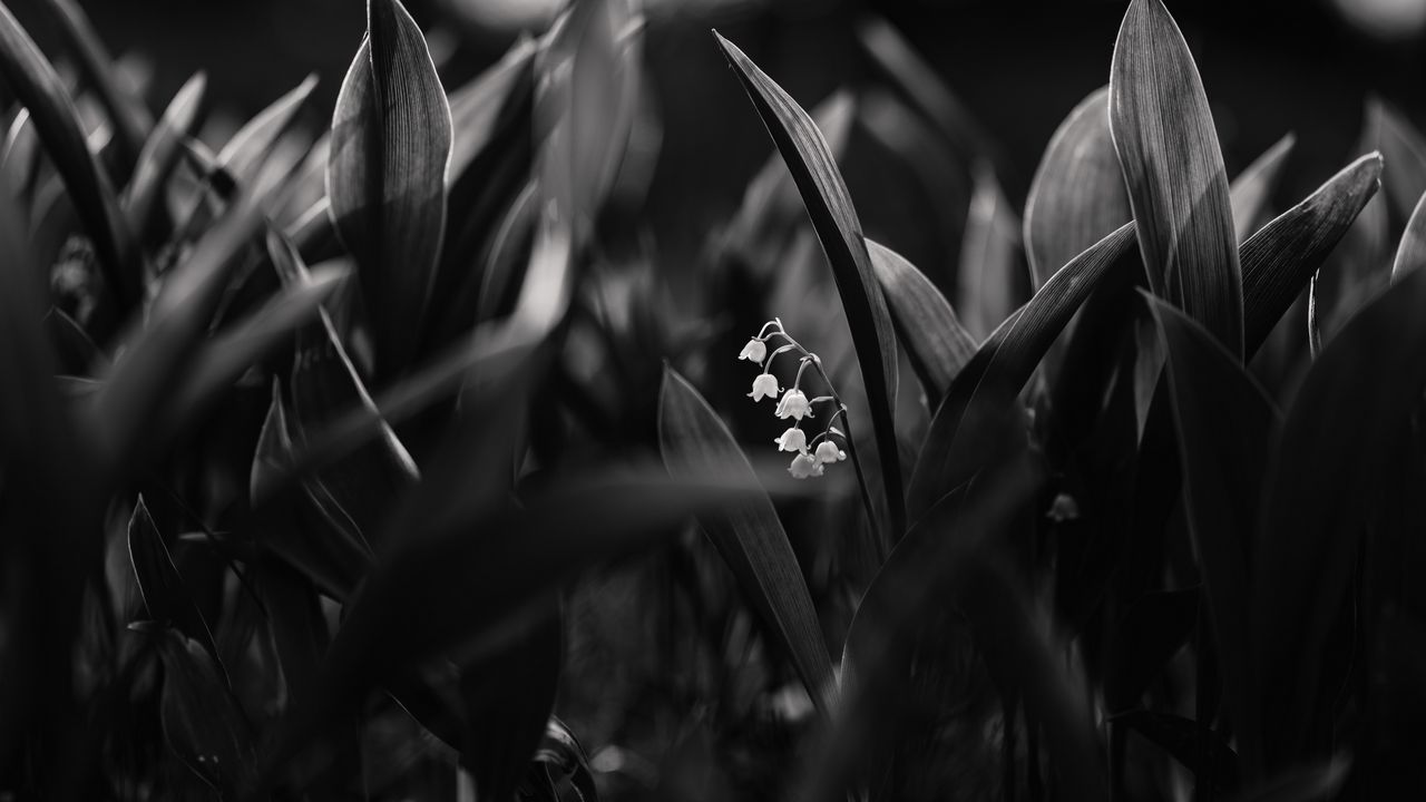 Wallpaper lily of the valley, flowers, bw, plant, bloom