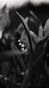 Preview wallpaper lily of the valley, flowers, bw, plant, bloom