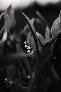Preview wallpaper lily of the valley, flowers, bw, plant, bloom