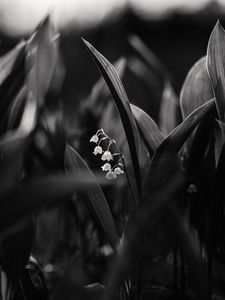 Preview wallpaper lily of the valley, flowers, bw, plant, bloom