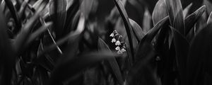 Preview wallpaper lily of the valley, flowers, bw, plant, bloom
