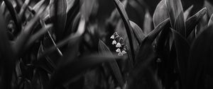 Preview wallpaper lily of the valley, flowers, bw, plant, bloom