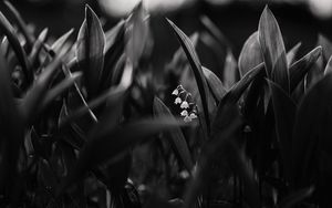 Preview wallpaper lily of the valley, flowers, bw, plant, bloom