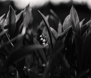 Preview wallpaper lily of the valley, flowers, bw, plant, bloom