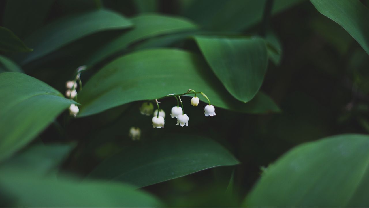 Wallpaper lily of the valley, flowers, leaves