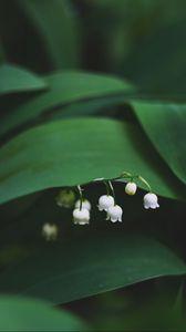 Preview wallpaper lily of the valley, flowers, leaves