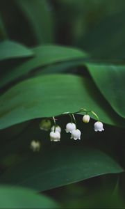 Preview wallpaper lily of the valley, flowers, leaves