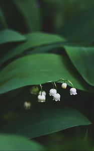 Preview wallpaper lily of the valley, flowers, leaves
