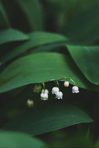 Preview wallpaper lily of the valley, flowers, leaves