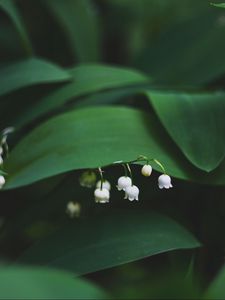 Preview wallpaper lily of the valley, flowers, leaves