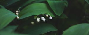Preview wallpaper lily of the valley, flowers, leaves