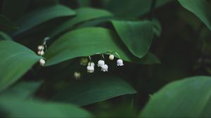 Preview wallpaper lily of the valley, flowers, leaves