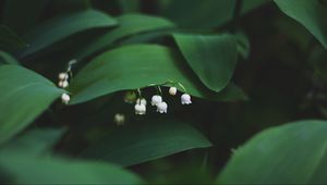 Preview wallpaper lily of the valley, flowers, leaves