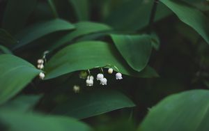 Preview wallpaper lily of the valley, flowers, leaves