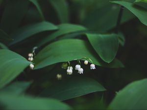 Preview wallpaper lily of the valley, flowers, leaves