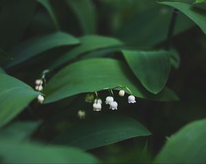 Preview wallpaper lily of the valley, flowers, leaves