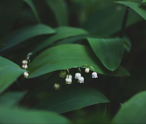 Preview wallpaper lily of the valley, flowers, leaves