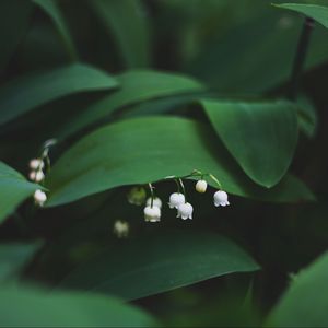 Preview wallpaper lily of the valley, flowers, leaves