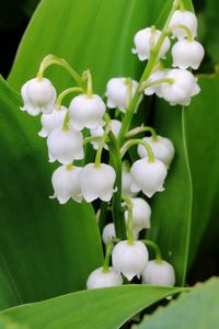 Preview wallpaper lily of the valley, flowers, leaves
