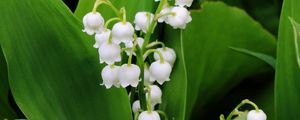 Preview wallpaper lily of the valley, flowers, leaves