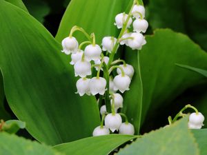 Preview wallpaper lily of the valley, flowers, leaves