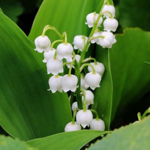 Preview wallpaper lily of the valley, flowers, leaves