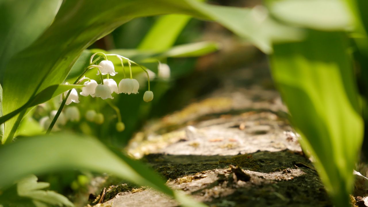 Wallpaper lily of the valley, flowers, leaves, spring