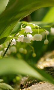 Preview wallpaper lily of the valley, flowers, leaves, spring