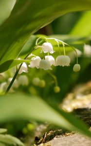 Preview wallpaper lily of the valley, flowers, leaves, spring