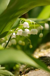 Preview wallpaper lily of the valley, flowers, leaves, spring
