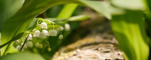 Preview wallpaper lily of the valley, flowers, leaves, spring