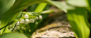 Preview wallpaper lily of the valley, flowers, leaves, spring