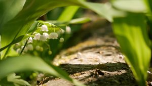 Preview wallpaper lily of the valley, flowers, leaves, spring