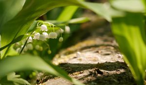 Preview wallpaper lily of the valley, flowers, leaves, spring