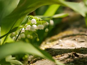 Preview wallpaper lily of the valley, flowers, leaves, spring