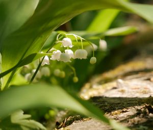 Preview wallpaper lily of the valley, flowers, leaves, spring