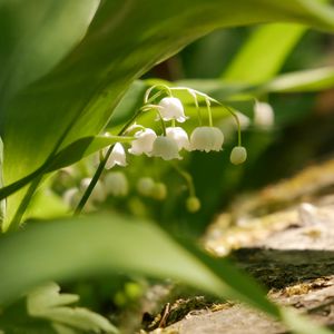 Preview wallpaper lily of the valley, flowers, leaves, spring