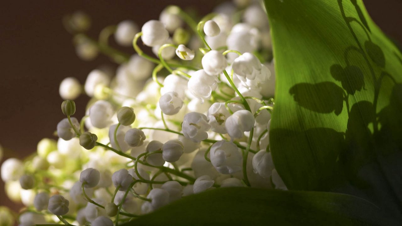 Wallpaper lily of the valley, plant, petals