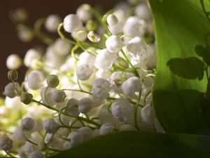 Preview wallpaper lily of the valley, plant, petals