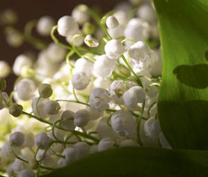 Preview wallpaper lily of the valley, plant, petals