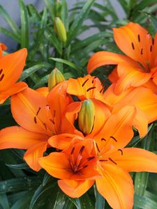 Preview wallpaper lily, orange, bright, flowers