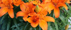 Preview wallpaper lily, orange, bright, flowers