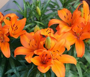 Preview wallpaper lily, orange, bright, flowers