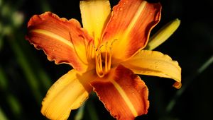 Preview wallpaper lily, orange, flower, wet, petals