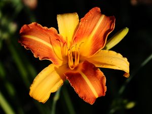 Preview wallpaper lily, orange, flower, wet, petals