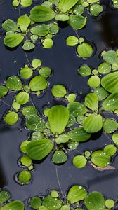 Preview wallpaper lily pads, leaves, plants, drops, water