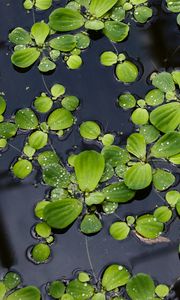 Preview wallpaper lily pads, leaves, plants, drops, water