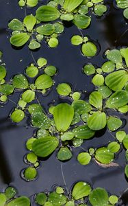 Preview wallpaper lily pads, leaves, plants, drops, water